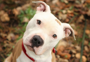 Pitbull